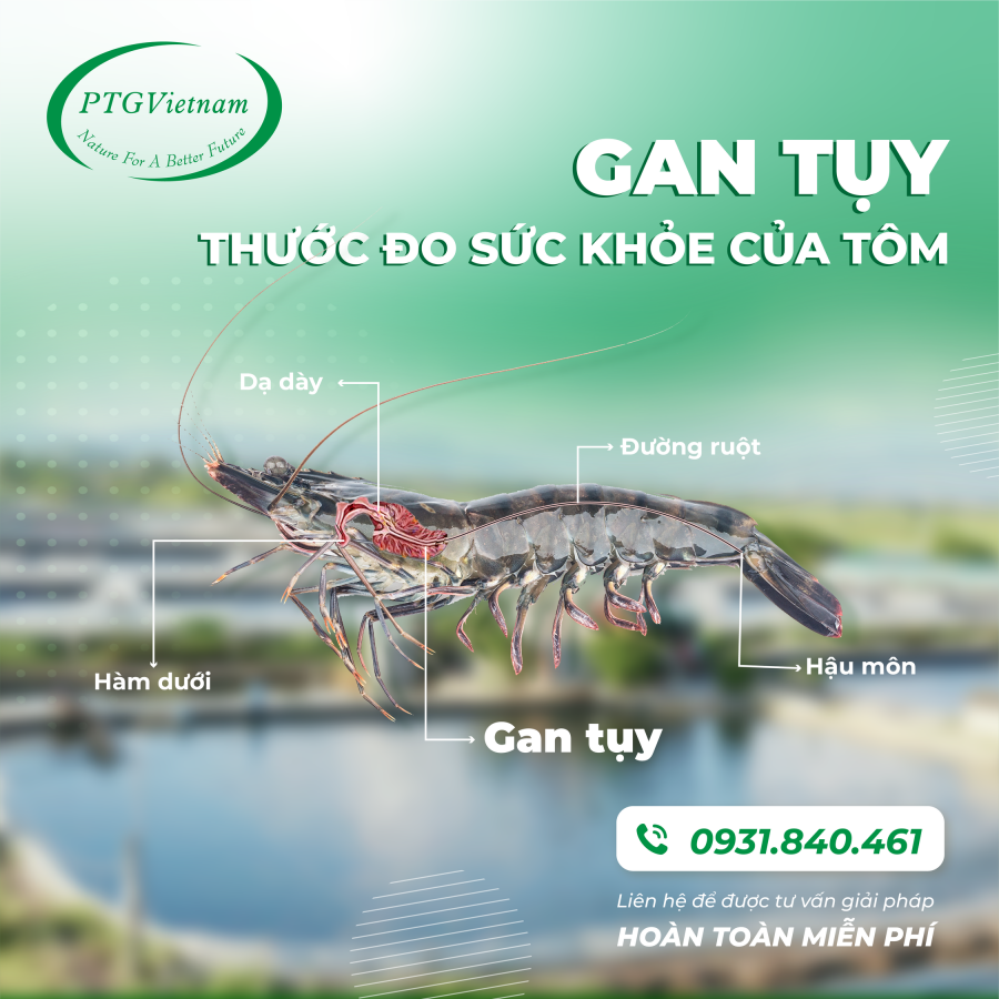 GAN TỤY: THƯỚC ĐO SỨC KHOẺ CỦA TÔM