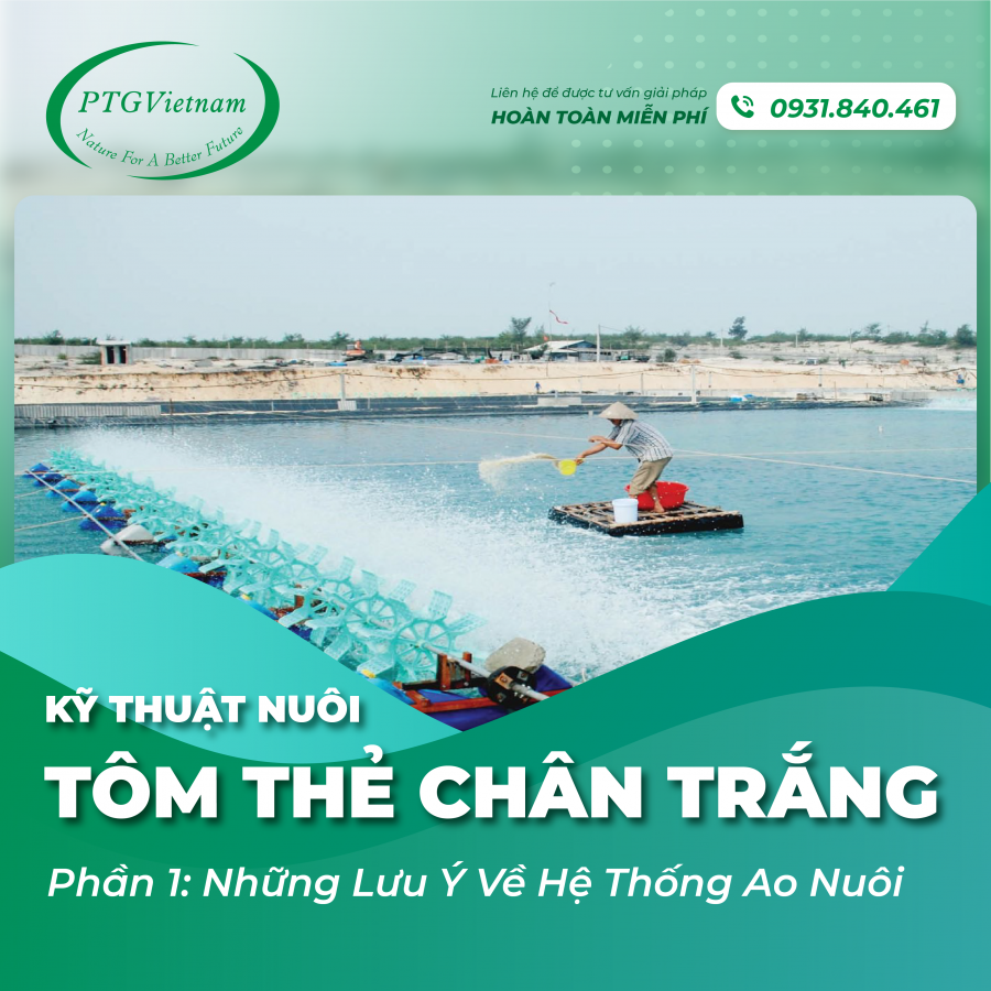 [Phần 1] Kỹ thuật nuôi tôm thẻ chân trắng công nghệ cao - Những lưu ý về hệ thống ao nuôi