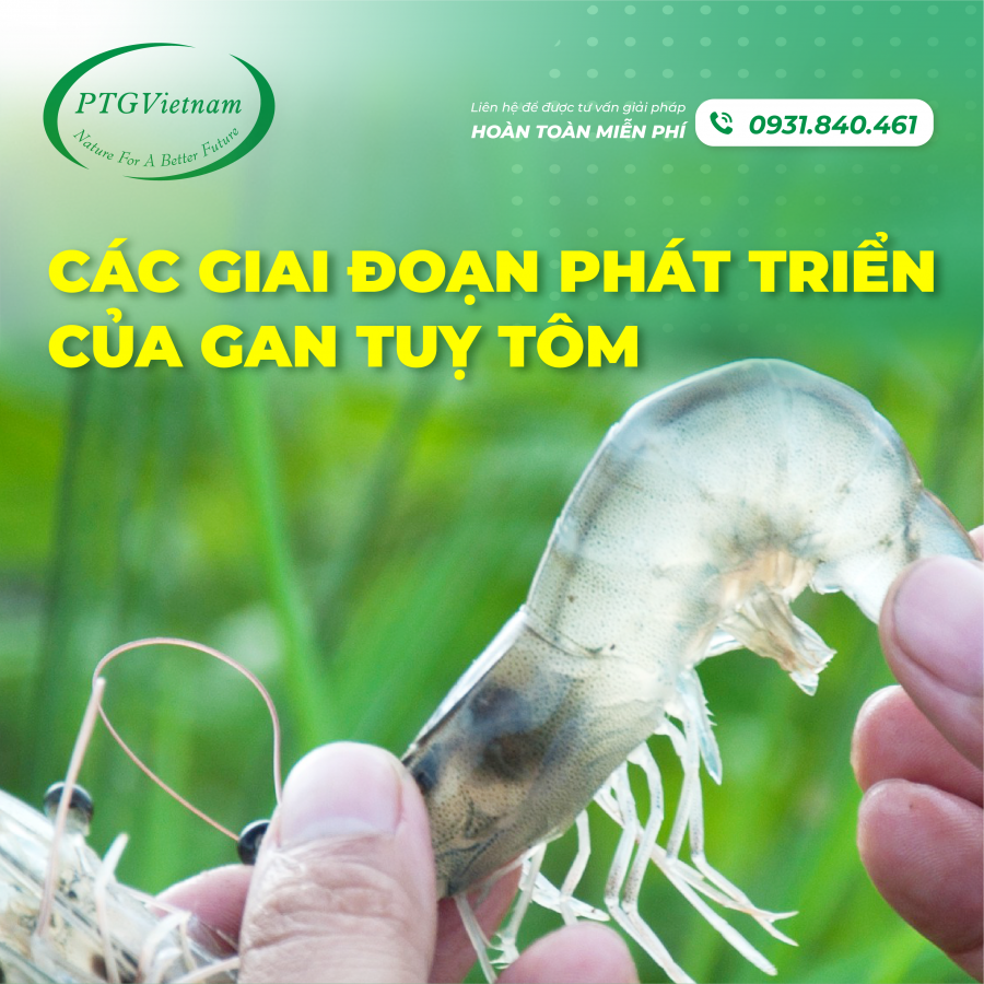 Các giai đoạn phát triển của GAN TUỴ tôm