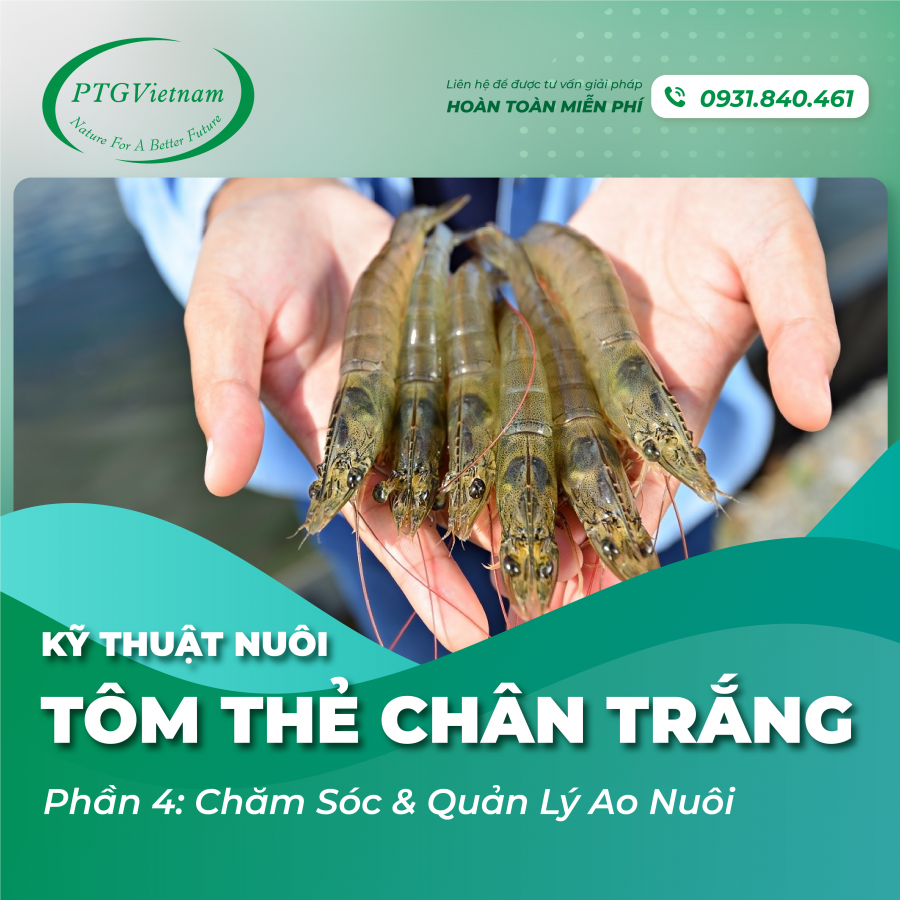 [Phần 4] Kỹ thuật nuôi tôm thẻ chân trắng: Chăm sóc và Quản lý ao nuôi