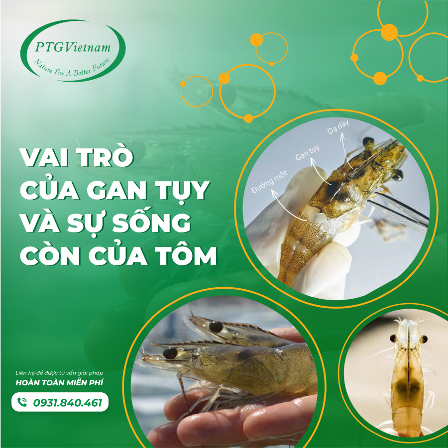 Vai trò của GAN TUỴ và sự sống còn của tôm 