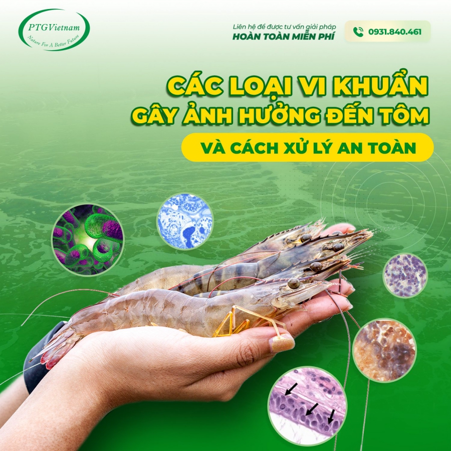 Các loại vi khuẩn gây ảnh hưởng đến tôm và cách xử lý an toàn