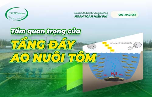 Tầm quan trọng của tầng đáy ao nuôi và cách xử lý khi độc an toàn