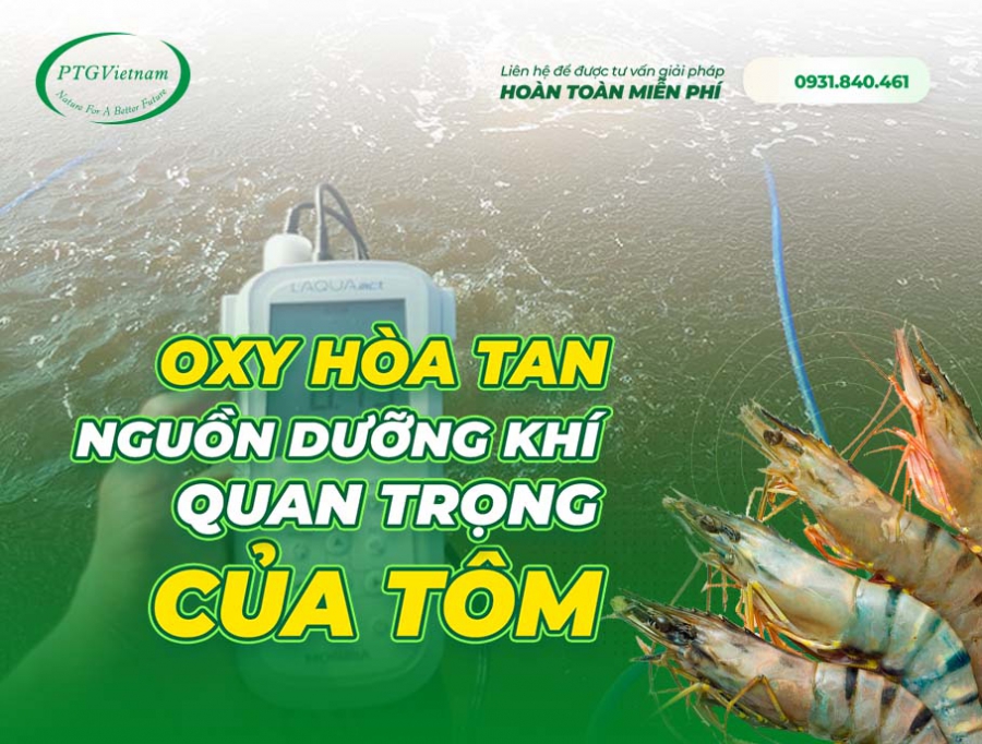 Oxy hòa tan - Nguồn dưỡng khí quan trọng của tôm