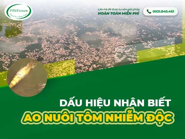 Dấu hiệu nhận biết ao nuôi tôm nhiễm độc