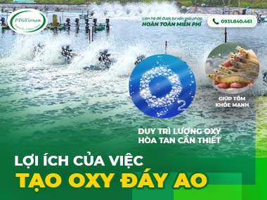 Lợi ích của việc tạo oxy đáy