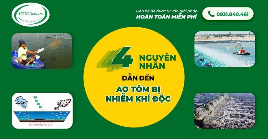 4 nguyên nhân khiến ao nuôi tôm nhiễm khí độc