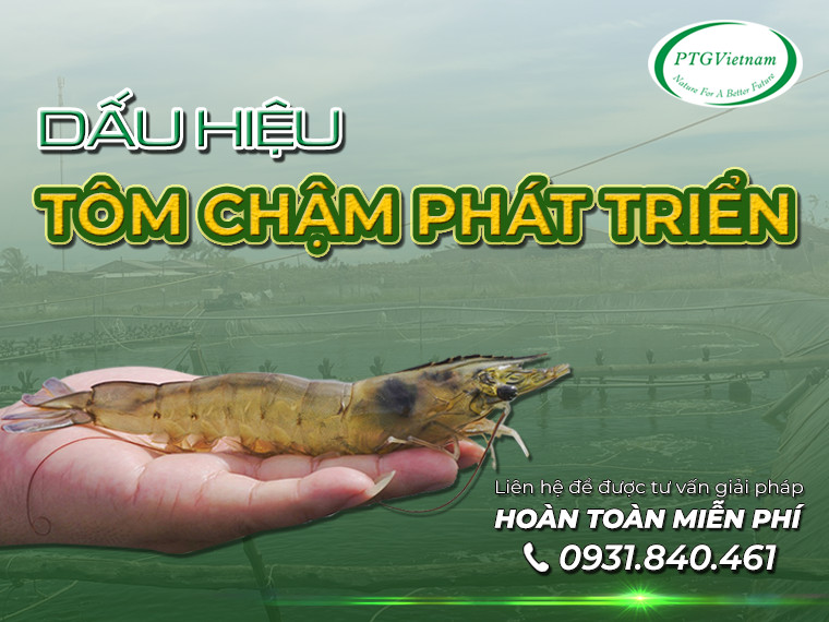 3 dấu hiệu tôm chậm phát triển