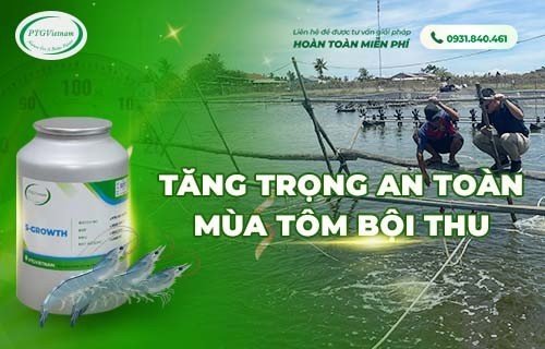 Tăng trọng an toàn - Mùa màng bội thu