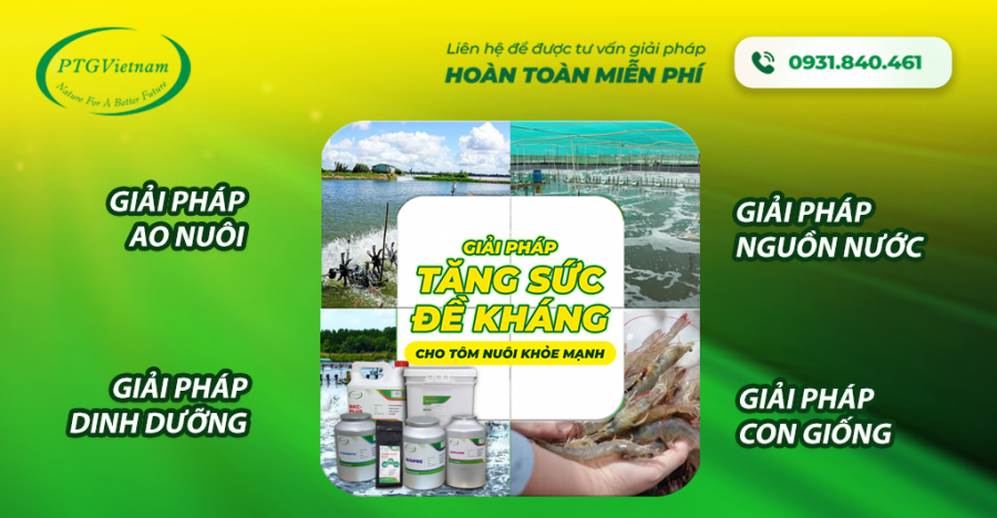 4 giải pháp tăng sức đề kháng cho tôm nuôi khỏe mạnh