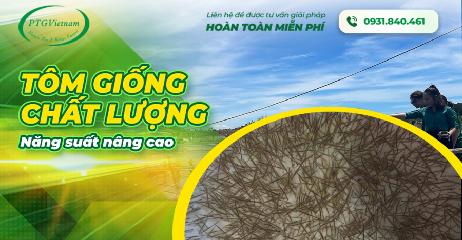 Kinh nghiệm chọn tôm giống cho vụ mùa bội thu