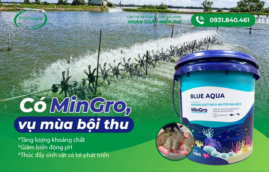 CÓ MINGRO, VỤ MÙA BỘI THU