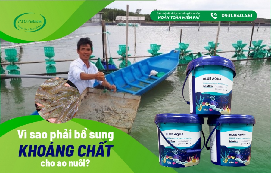 VÌ SAO PHẢI BỔ SUNG KHOÁNG CHẤT CHO AO NUÔI TÔM?