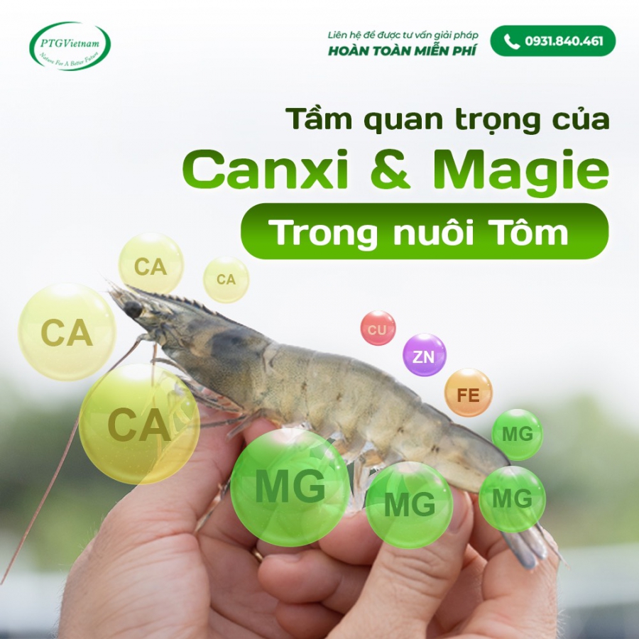 TẦM QUAN TRỌNG CỦA CANXI VÀ MAGIE TRONG NUÔI TÔM