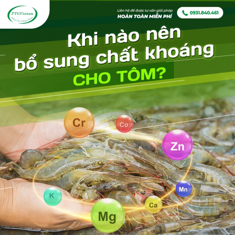 KHI NÀO NÊN BỔ SUNG KHOÁNG CHẤT CHO TÔM?