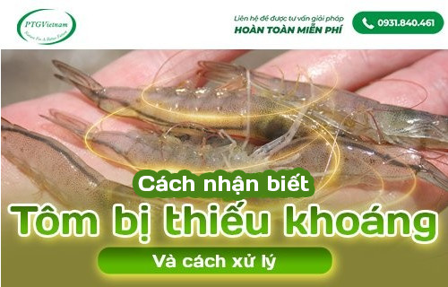 4 DẤU HIỆU NHẬN BIẾT TÔM THIẾU KHOÁNG VÀ CÁCH XỬ LÝ