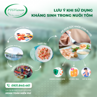 Lưu ý khi sử dụng kháng sinh trong nuôi tôm