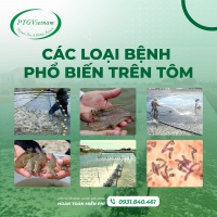 Các loại bệnh phổ biến trên tôm