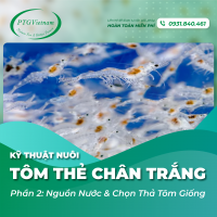 [Phần 2] Kỹ thuật nuôi tôm thẻ chân trắng: Nguồn nước và chọn thả tôm giống