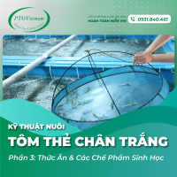 [Phần 3] Kỹ thuật nuôi tôm thẻ chân trắng: Thức ăn và các chế phẩm sinh học