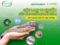 Các loại vi khuẩn gây ảnh hưởng đến tôm và cách xử lý an toàn