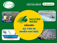 4 nguyên nhân khiến ao nuôi tôm nhiễm khí độc