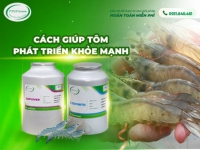 Làm sao để tôm phát triển khỏe mạnh