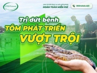 Giải pháp phòng ngừa bệnh gan tụy cấp và bệnh đốm trắng ở tôm