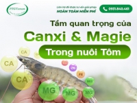 TẦM QUAN TRỌNG CỦA CANXI VÀ MAGIE TRONG NUÔI TÔM