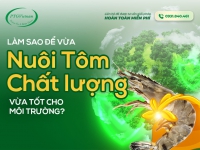 LÀM SAO ĐỂ VỪA NUÔI TÔM CHẤT LƯỢNG VỪA TỐT CHO MÔI TRƯỜNG?